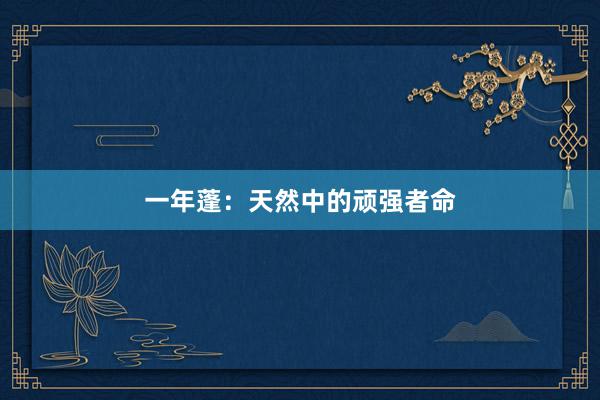 一年蓬：天然中的顽强者命